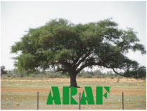 Journée annuelle de l'Association des Ressortissants d'Aere M'bar en France (ARAF) Journée annuelle de l'Association des Ressortissants d'Aere M'bar en France (ARAF)