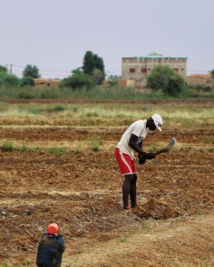 Agriculture-Mauritanie: 2/3 des terres arables improductives pour la dernière campagne ridicule de 2016 Agriculture-Mauritanie: 2/3 des terres arables improductives pour la dernière campagne ridicule de 2016