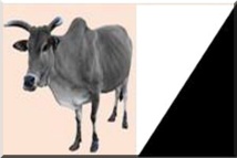 AJD/MR : Communiqué du Bureau Politique AJD/MR : Communiqué du Bureau Politique