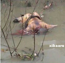 Nouakchott : une fillette de 8 ans retrouvée morte dans des eaux usées
