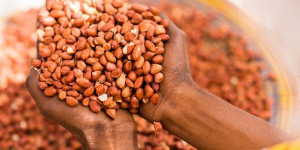 Quel avenir pour l’arachide au Sénégal ? Quel avenir pour l’arachide au Sénégal ?