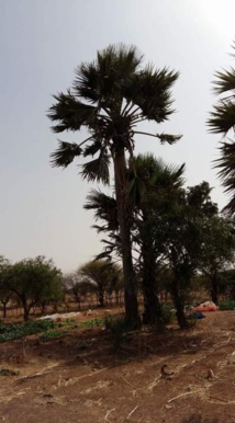 L’affaire dite « le jardin du vieux » à Dafort, ce que j’en sais et j’en pense aujourd’hui..!