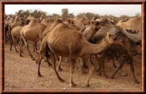 BRAKNA/ MOUGHATAA DE M’BAGNE : DES PAYSANS DÉBOURSENT 400 000 UM POUR UNE CHAMELLE BLESSÉE AUX PORTES DES CHAMPS. BRAKNA/ MOUGHATAA DE M’BAGNE : DES PAYSANS DÉBOURSENT 400 000 UM POUR UNE CHAMELLE BLESSÉE AUX PORTES DES CHAMPS.