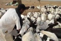 Recrudescence du vol de bétail à Nouakchott : L’Etat doit sévir, selon les citoyens Recrudescence du vol de bétail à Nouakchott : L’Etat doit sévir, selon les citoyens