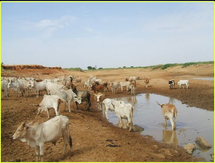 L’Anair cherche des vaches pour les rapatriés L’Anair cherche des vaches pour les rapatriés