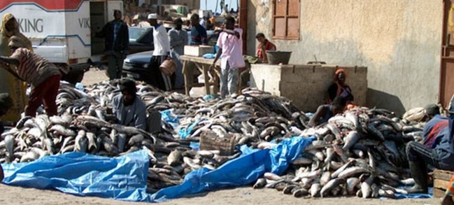 Le directeur du centre de distribution de poisson à Kiffa : « Nous ne sommes pas concernés par les quantités saisies à Touil » Le directeur du centre de distribution de poisson à Kiffa : « Nous ne sommes pas concernés par les quantités saisies à Touil »