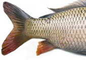 Pêche illicite : accord sur un projet de traité Pêche illicite : accord sur un projet de traité