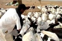 Saint Louis du Sénégal : plus de 18.000 têtes d’ovins en provenance de la Mauritanie