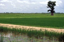 Le corps du transporteur mauritanien disparu au Mali retrouvé dans un canal Le corps du transporteur mauritanien disparu au Mali retrouvé dans un canal