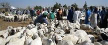 Surenchère des prix : « Les moutons se promènent ensemble, mais ils n’ont pas le même prix » Surenchère des prix : « Les moutons se promènent ensemble, mais ils n’ont pas le même prix »