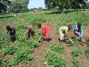 Haba Ould Mohamed Vall/Agriculteurs de Tékane : Qui est propriétaire des 8000 hectares ? Haba Ould Mohamed Vall/Agriculteurs de Tékane : Qui est propriétaire des 8000 hectares ?