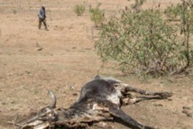 Mauritanie. Sécheresse: l'opposition dénonce l'immobilisme du gouvernement Mauritanie. Sécheresse: l'opposition dénonce l'immobilisme du gouvernement