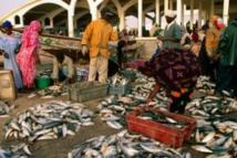 Nouveaux investissements dans le marché aux poissons de Nouakchott Nouveaux investissements dans le marché aux poissons de Nouakchott