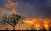 Un feu de brousse dans la région d'El Atf