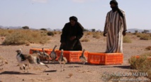 Mauritanie : la chasse interdite dans 5 wilaya du pays