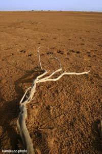 Urgent :Le Général Mohamed O Abdel Aziz sur le point de brader 50. 000 Hectares de terres de la vallée du fleuve aux Saoudiens dans le département de Boghé.