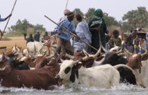 Mali : difficile cohabitation entre Peuls et Dogons au centre du pays Mali : difficile cohabitation entre Peuls et Dogons au centre du pays