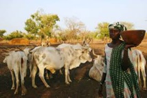 Lancement de la campagne « Mon lait est local » Lancement de la campagne « Mon lait est local »
