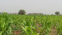 Mauritanie : Ould Aziz officialise l’expropriation des terres de la vallée par Yaya Cherif Kane.