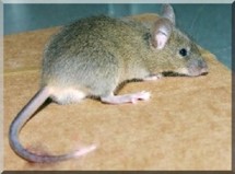 Des rongeurs endommagent les champs au Trarza.