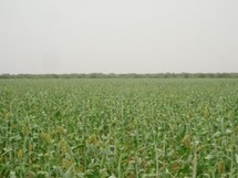 Les populations de Sylla opposées aux tentatives d’expropriation de leurs terres