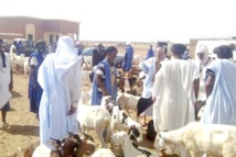 Zouerate : éleveurs et bouchers protestent contre l’application de nouvelles taxes municipales Zouerate : éleveurs et bouchers protestent contre l’application de nouvelles taxes municipales