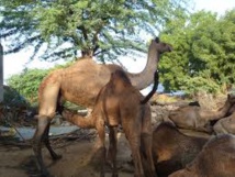 Bababé : Les femmes de Seno Boussobe arrêtées pour avoir refoulé un troupeau de chameaux qui a dévasté leurs champs Bababé : Les femmes de Seno Boussobe arrêtées pour avoir refoulé un troupeau de chameaux qui a dévasté leurs champs