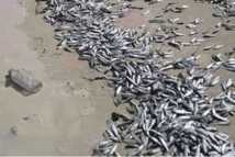 Mauritanie: des millions de poissons morts échoués sur les plages de Nouakchott Mauritanie: des millions de poissons morts échoués sur les plages de Nouakchott