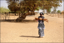 Foncier dans le Brakna : Quand la forêt classée est exploitée