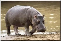 Brakna / Aéré Mbar : Un hippopotame sème la terreur !