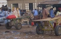 Abominable crime à Nouakchott : Un charretier tue un taximan avec son gourdin !