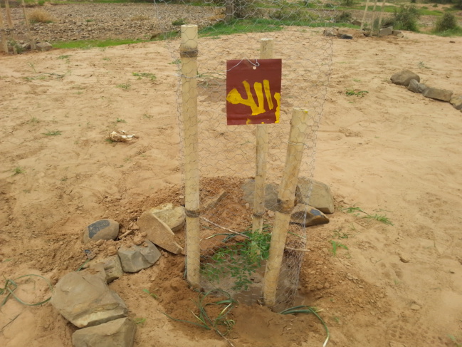 SELIBABY - REBOISEMENT DE GOURSI