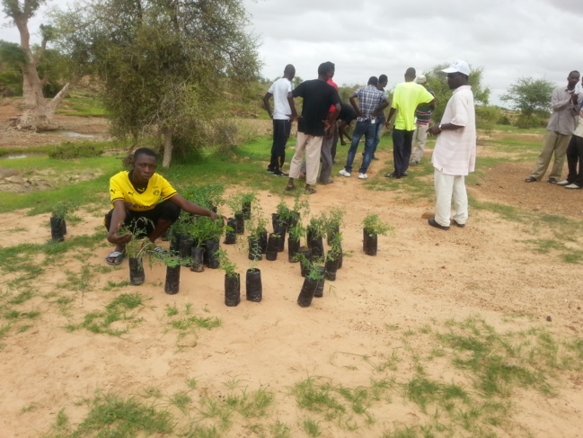 SELIBABY - REBOISEMENT DE GOURSI