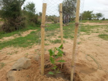 SELIBABY - REBOISEMENT DE GOURSI SELIBABY - REBOISEMENT DE GOURSI