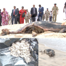Côtes mauritaniennes : Marée noire envahissante Côtes mauritaniennes : Marée noire envahissante