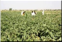 Visite du président Aziz au Brakna : Black-Out des cadres de Darel Barka sur l’accaparement de la cuvette de "Karawlatt-Woulou N’Diaye" Visite du président Aziz au Brakna : Black-Out des cadres de Darel Barka sur l’accaparement de la cuvette de "Karawlatt-Woulou N’Diaye"