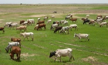 Pour prévenir les incidents frontaliers: le gouvernement déconseille la transhumance du cheptel vers le Mali Pour prévenir les incidents frontaliers: le gouvernement déconseille la transhumance du cheptel vers le Mali