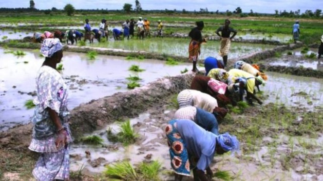 Mauritanie: L’accaparement des terres dans la vallée du fleuve dénoncé