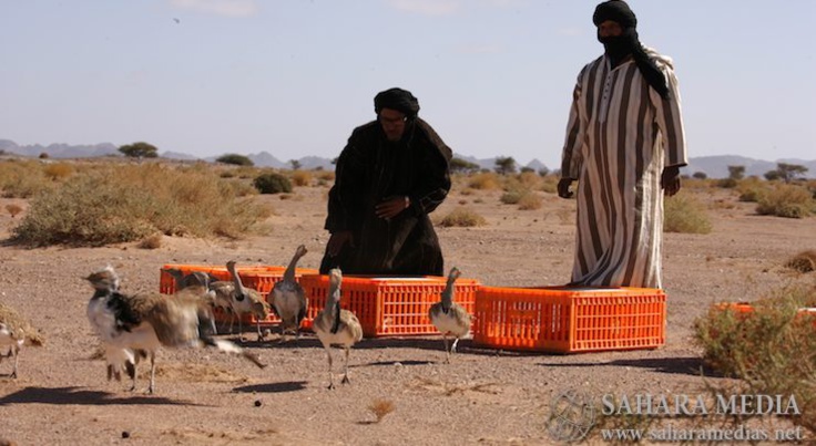 Mauritanie : la chasse interdite dans 5 wilaya du pays