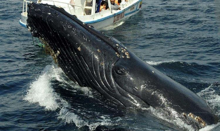 États-Unis. Un pêcheur sain et sauf après avoir été avalé puis recraché par une baleine à bosse