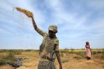 Le riz mauritanien : La frustration des producteurs nationaux