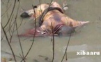 Nouakchott : une fillette de 8 ans retrouvée morte dans des eaux usées