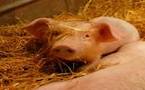 Grippe porcine: Un mauritanien atteint, isolé en Arabie