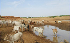 L’Anair cherche des vaches pour les rapatriés
