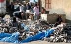 Le directeur du centre de distribution de poisson à Kiffa : « Nous ne sommes pas concernés par les quantités saisies à Touil »