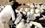 Saint Louis du Sénégal : plus de 18.000 têtes d’ovins en provenance de la Mauritanie