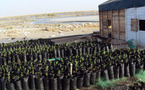 De l’eau de mer pour reboiser Nouakchott : Est-ce possible ?