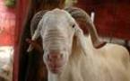 La Mauritanie célèbre vendredi prochain la fête d’Al Adha