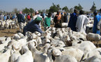 Surenchère des prix : « Les moutons se promènent ensemble, mais ils n’ont pas le même prix »