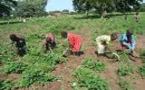 Haba Ould Mohamed Vall/Agriculteurs de Tékane : Qui est propriétaire des 8000 hectares ?